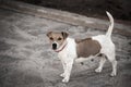 Portrait of a dog on a pavement in a park Royalty Free Stock Photo