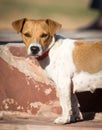 Portrait of a dog on a pavement in a park Royalty Free Stock Photo