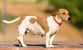 Portrait of a dog on a pavement in a park Royalty Free Stock Photo