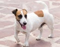 Portrait of a dog on a pavement in a park Royalty Free Stock Photo