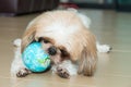 Portrait of a dog play the world ball Royalty Free Stock Photo