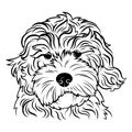 Portrait of a dog. Portrait of the breed golden doodle. Black white illustration of a fluffy dog. Print for clothes