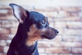 Portrait of a dog in profile against a brick wall background, the dog is waiting for the owner at the window. Royalty Free Stock Photo