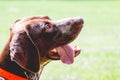 Portrait of a dog in profile. German shorthaired pointer with mouth wide open and tongue funny looks up_