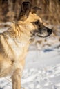 portrait of a dog in profile against the background of snow Royalty Free Stock Photo