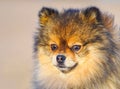 Dog, a puppy. beautiful little puppy Spitz on the background of the sand and the beach. funny smiling dog with an open mouth. stra