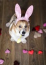 dog puppy corgi in pink rabbit ears with an Easter painted egg in her teeth Royalty Free Stock Photo