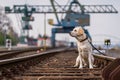 Portrait of a dog on railroad tracks Royalty Free Stock Photo