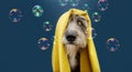 Portrait dog ready to take a a shower wrapped with a yellow towel. Animal on blue colored background with bubbles. puppy summer Royalty Free Stock Photo