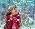 Dog with a red knitted scarf tied around the neck Royalty Free Stock Photo