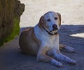 Portrait of a Dog at rest on the beach Royalty Free Stock Photo