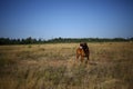 Dog rhodesian ridgeback walk outdoors on a field Royalty Free Stock Photo