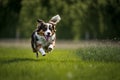 Portrait of dog runing outdoors in a garden or filed on a sunny summer day.