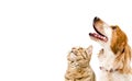 Portrait of a dog Russian Spaniel and cat Scottish Straight Royalty Free Stock Photo