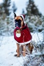 Portrait of dog in Santa costume against background of Christmas trees. Royalty Free Stock Photo