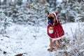 Portrait of dog in Santa costume against background of Christmas trees. Royalty Free Stock Photo