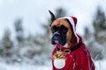 Portrait of dog in Santa costume against background of Christmas trees. Royalty Free Stock Photo