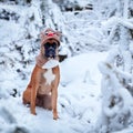 Portrait of dog in Santa costume against background of Christmas trees. Royalty Free Stock Photo