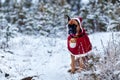 Portrait of dog in Santa costume against background of Christmas trees. Royalty Free Stock Photo