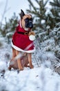 Portrait of dog in Santa costume against background of Christmas trees. Royalty Free Stock Photo