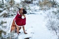 Portrait of dog in Santa costume against background of Christmas trees. Royalty Free Stock Photo