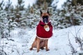 Portrait of dog in Santa costume against background of Christmas trees. Royalty Free Stock Photo