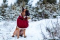 Portrait of dog in Santa costume against background of Christmas trees. Royalty Free Stock Photo