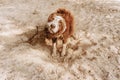 Portrait dog shaking off water and sand after a bath Royalty Free Stock Photo