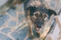 Portrait of dog in shelter Funny pooch outdoor. Closeup sad homeless abandoned brown old dog. Pet care concept. Adorable Royalty Free Stock Photo