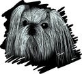 Portrait dog SHIH TZU sketch