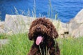 portrait of a dog sitting by the sea Royalty Free Stock Photo