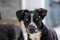 Portrait of a dog in snow flakes. Black and white metise with blue-colored eyes from the team of sled dogs. Royalty Free Stock Photo