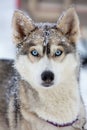 Lovely blue-eyed husky from the sled dog team