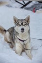 Portrait of a dog in snow flakes. Lovely blue-eyed husky from the sled dog team