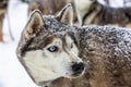 Portrait of a dog in snow flakes. Lovely blue-eyed husky from the sled dog team