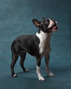 Portrait of a dog in the studio on a blue background.Black and white Boston Terrier is standing.Smiling cute pet Royalty Free Stock Photo