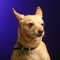 Portrait of a dog in the studio