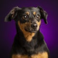 Portrait of a dog in the studio,purple background