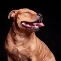 Portrait of a dog Royalty Free Stock Photo