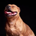 Portrait of a dog Royalty Free Stock Photo