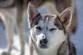 Portrait of a dog from a team of sled dogs that squints from the bright sun Royalty Free Stock Photo