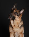 Portrait of dog, thoroughbred German shepherd