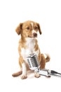 Portrait of dog with vintage microphone Royalty Free Stock Photo