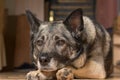 Portrait of a dog that is waiting for the owner and friend