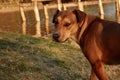 portrait of a dog walking along the lake