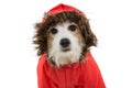 Portrait dog wearing a red fluffy warm coat or anorak for autumn or winter. Cold temperatures concept