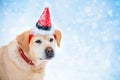 Portrait of a dog wearing Santa hat Royalty Free Stock Photo