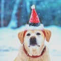 Portrait of a dog wearing Santa hat Royalty Free Stock Photo