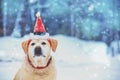 Portrait of a dog wearing Santa hat Royalty Free Stock Photo