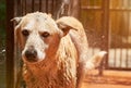 Portrait of dog with wet head Royalty Free Stock Photo